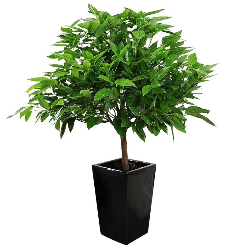 木本綠植規格：0.5—2.5米由實地空間來設計擺放